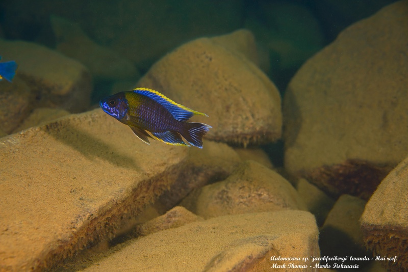Aulonocara sp. 'lwanda' Hai Reef